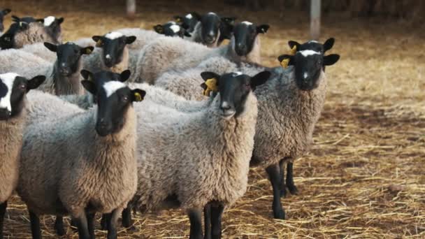 Закрывай. Овцы смотрят налево и жуют свежее сено. — стоковое видео