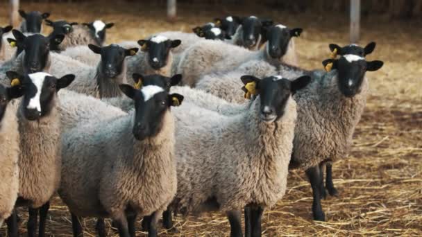 En cámara lenta. Ovejas mirando straght y masticando heno fresco — Vídeos de Stock