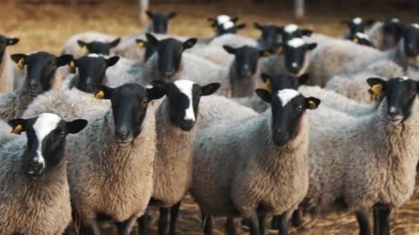 谷仓的生活方式。羊看期待和咀嚼新鲜干草 — 图库视频影像