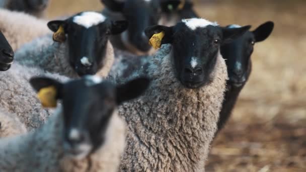 Зграя овець уважно сподівається і швидко жує. — стокове відео