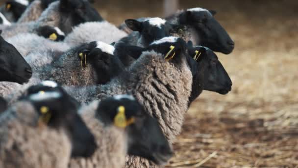 Стая овец внимательно смотрит справа налево и быстро жует. — стоковое видео
