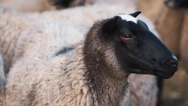 Ovejas olfateando cuidadosamente. Vista diaria de la granja — Vídeo de stock