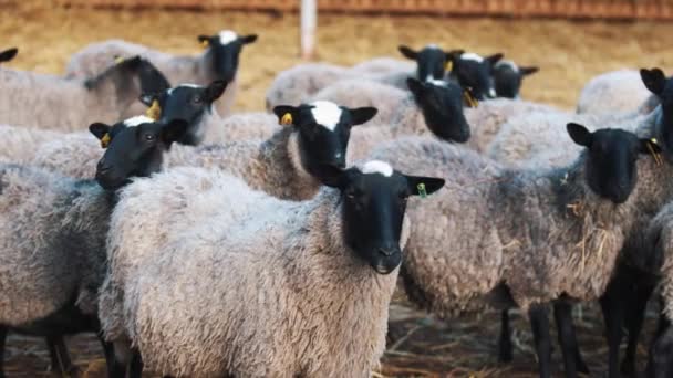 Un grupo de ovejas se mantienen cerca unas de otras y miran directamente a su lado. — Vídeos de Stock