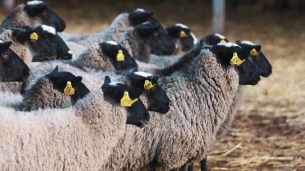 Närbild. Gäng sheeps bo nära varandra och ser rakt bredvid dem — Stockvideo