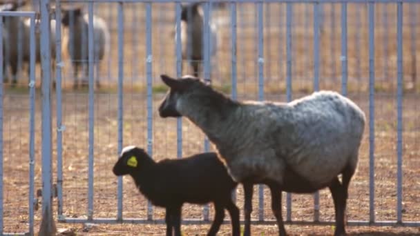 Dos ovejas se paran cerca de la cerca, mastican heno y miran alrededor de la granja — Vídeos de Stock