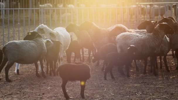 Bunch of sheeps stay beside fence, chew and walk around — Stock Video