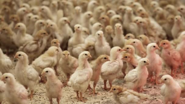 Kleine witte en gele baby kuikens rondkijken, rennen en Tjilpen op hennery — Stockvideo