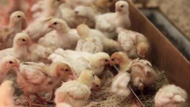 Små vita och gula baby kycklingar titta runt, köra och chirp på hönshus — Stockvideo