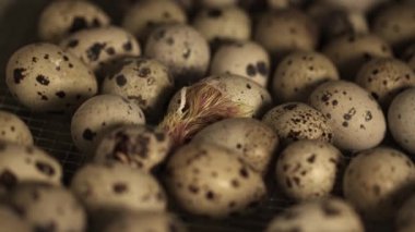 Yığın yumurta kuş çiftliği kuluçka çıkım küçük bıldırcın tavuk