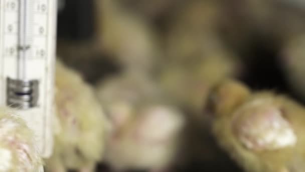Weinig featherless kwartel kuikens rondlopen kooi op vogel boerderij — Stockvideo