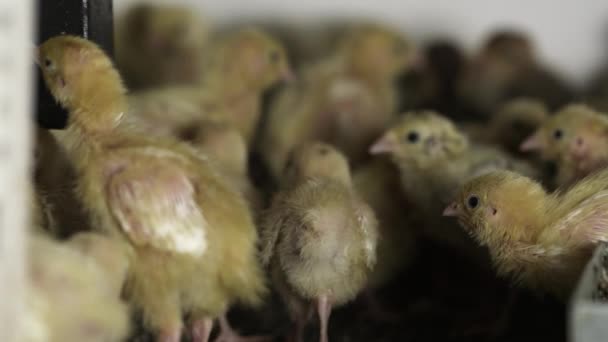 Pequenas galinhas de codorniz sem penas andando em torno da gaiola na fazenda de pássaros — Vídeo de Stock