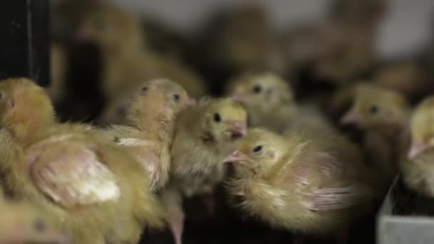 Pequeños polluelos de codorniz eclosionados caminando alrededor de la jaula en granja de aves — Vídeo de stock