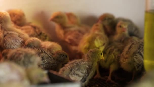 Pequenos pintos de codorniz sem penas andando pela gaiola na incubadora da fazenda de pássaros — Vídeo de Stock