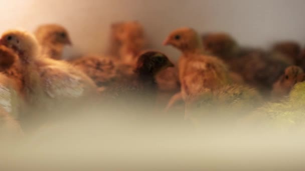 Pequeñas gallinas de codorniz sin plumas caminando alrededor de la jaula en la incubadora de granja de aves — Vídeo de stock
