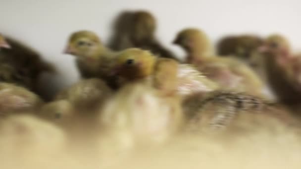 Petits poussins de caille nouveau-nés marchant autour de la cage à l'incubateur de ferme d'oiseaux — Video