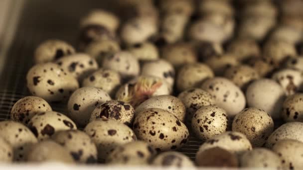 Weinig kwartel chick broedeieren in stapel van eieren in vogel boerderij incubator — Stockvideo