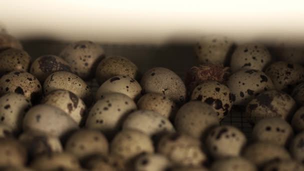 Small quail chick hatching in pile of eggs in bird farm incubator — Stock Video