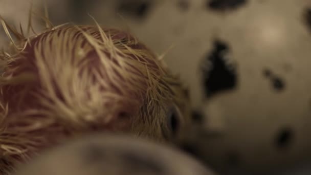 Nya kläckta liten vaktel chick går på metall bur på gården incubtor — Stockvideo