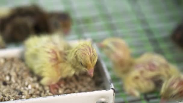 Weinig featherless kwartel chickling kooi op vogel boerderij rondlopen — Stockvideo