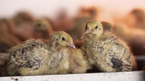 Little newborn quail chickens walking around cage at bird farm incubator — Stock Video