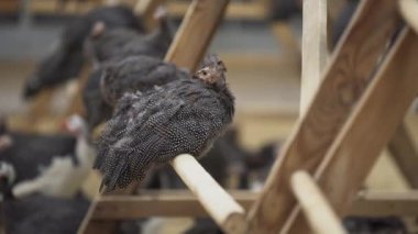 İki tavuk levrek oturan ve etrafa kadar karıştırdı