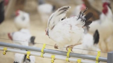Metal tüp üzerinde yürüme Çiftliği Tavuk