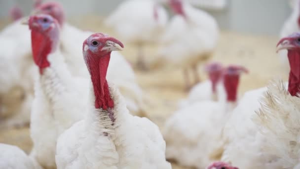 Turquia olha para outros perus em confusão em torno do quarto na fazenda de aves de capoeira — Vídeo de Stock