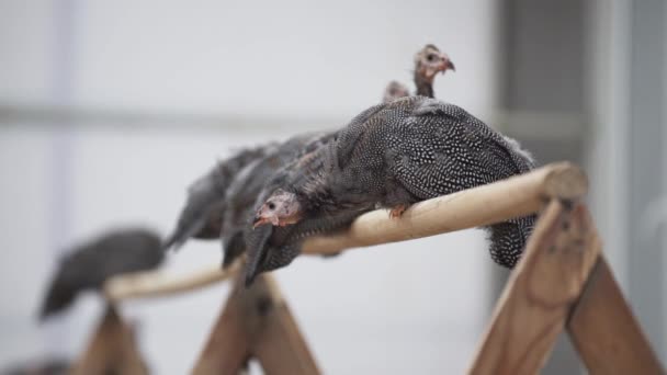 Guiné galinha sentado no poleiro e olhando muito suspeitosamente para baixo — Vídeo de Stock