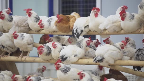 Chickens practically motionless sitting on poles in room on poultry farm — Stock Video