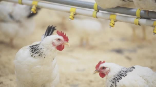 Kyckling står hängande under en lång tid men efter allt det börjar röra — Stockvideo
