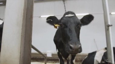 İnce inek kayıtsızca kameraya bakar ve saman kova üzerinden çiğniyor