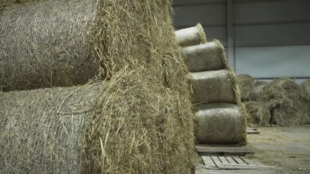 Haystacks лежат на складе, перекрученные в рулоны — стоковое видео