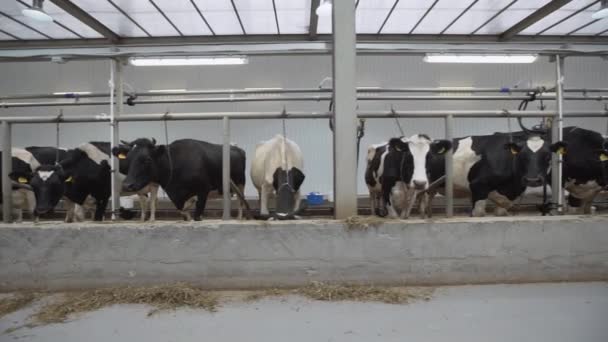 Las vacas se quedan en establos y mastican heno antes de ordeñar en la granja — Vídeos de Stock