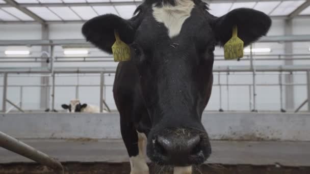 Kuh wedelt mit dem Kopf und leckt ihr Nasenloch vor der Kamera — Stockvideo