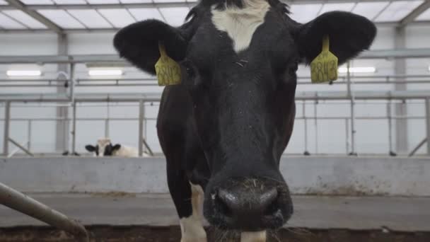 Cow vågor hennes huvud och slickar hennes näsborre framför kamera — Stockvideo