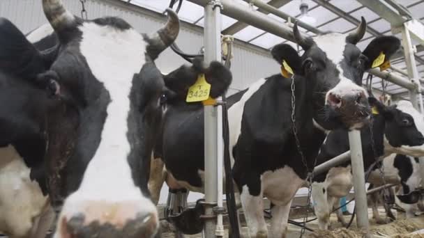 Two milking cows stay in stalls with chains and chew hay on camera — Stock Video