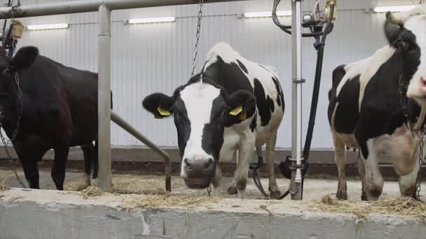 Trois vaches laitières restent dans les stalles et mâchent leur nourriture à la caméra — Video