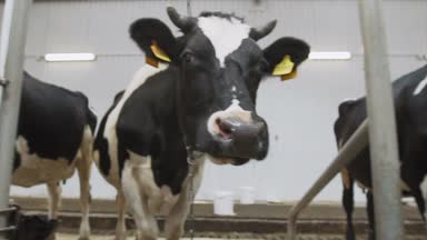 Kamera onları hareket ederken ahırda ayakta inekler