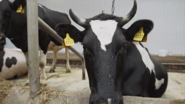牛はそれを盗聴のためのカメラに彼女の鼻を実行します。 — ストック動画