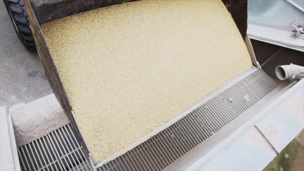 Trator lentamente começa a derramar grãos na grelha da máquina de peneiramento — Vídeo de Stock