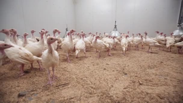 Pollitos de pavo blanco caminando en el granero en la granja — Vídeos de Stock