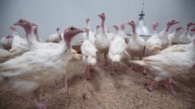 Beyaz hindi civciv uzak kameradan tavuk çiftliği'nde çalıştırın.