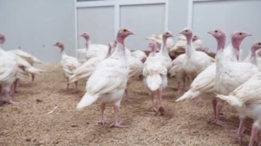 Kümes hayvanları çiftlik sayısı. Hennery Türkiye civciv yürüyüş
