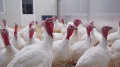 Genç hindi odanın etrafında tavuk çiftliği üzerinde yürümek.