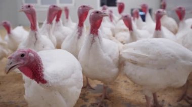 Beyaz hindi tavuk çiftliği Oda yürümek