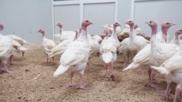 Pluimvee boerderij uitzicht. Turkije kuikens wandeling in hennery — Stockvideo