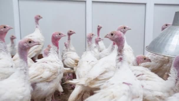 Fjäderfä gård visningar. Turkiet kycklingar slösa tid i hönshus — Stockvideo