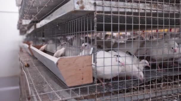 Aves de capoeira vista para a quinta. Gaiolas cheias de pombos de carne ficam em fila nas instalações da fábrica — Vídeo de Stock