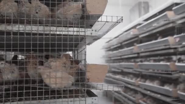 Vue sur la ferme avicole. Des cages pleines de cailles restent en ligne une contre une dans les locaux de l'usine — Video