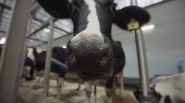 Siyah ve beyaz komik inek çiftliği bitki ahır, çevresinde burnunu çekmek